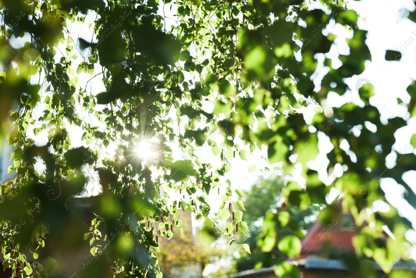 Photo of Beautiful tree branches with green leaves outdoors on sunny day, closeup