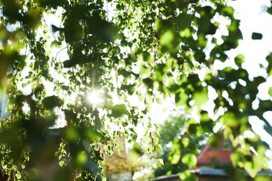 Photo of Beautiful tree branches with green leaves outdoors on sunny day, closeup