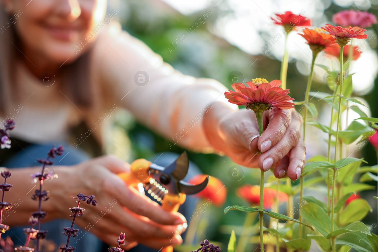 Photo of Senior woman pruning zinnia flowers with secateurs in garden, closeup