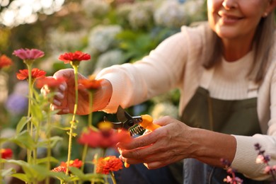 Photo of Senior woman pruning zinnia flowers with secateurs in garden, closeup