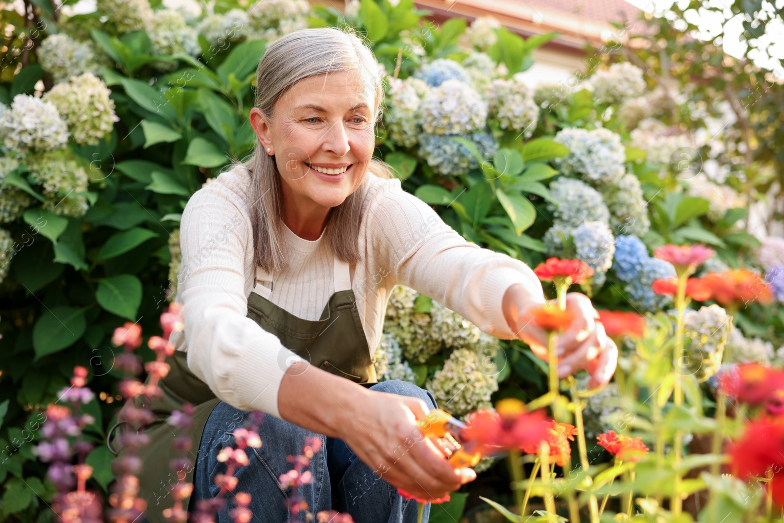 Photo of Senior woman pruning zinnia flowers with secateurs in garden