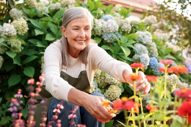 Photo of Senior woman pruning zinnia flowers with secateurs in garden