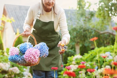 Photo of Senior woman pruning zinnia flowers with secateurs in garden, closeup