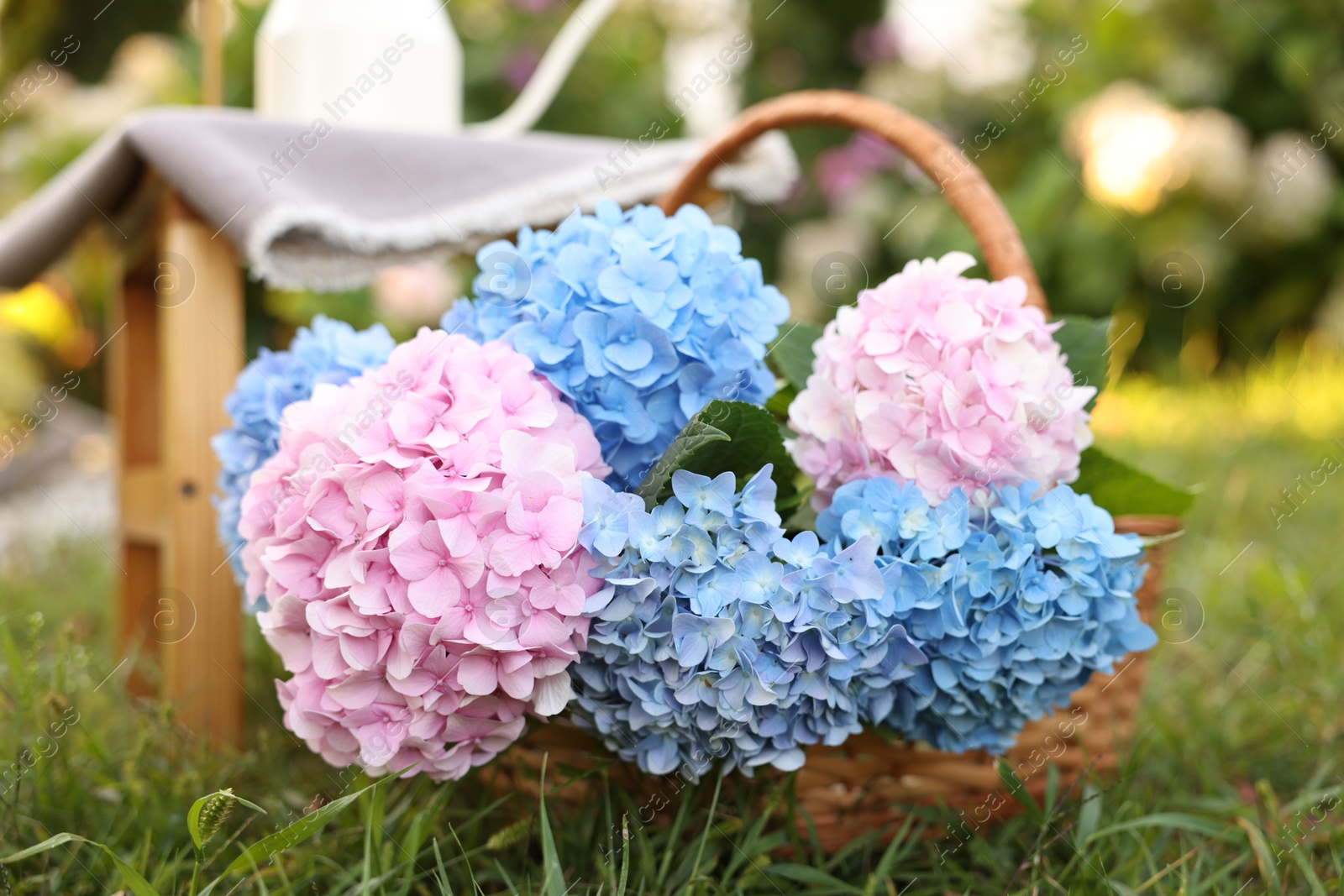 Beautiful bouquet of hydrangea flowers in wicker basket and stool on green grass outdoors, closeup Photo of Beautiful bouquet of hydrangea flowers in wicker basket and stool on green grass outdoors, closeup