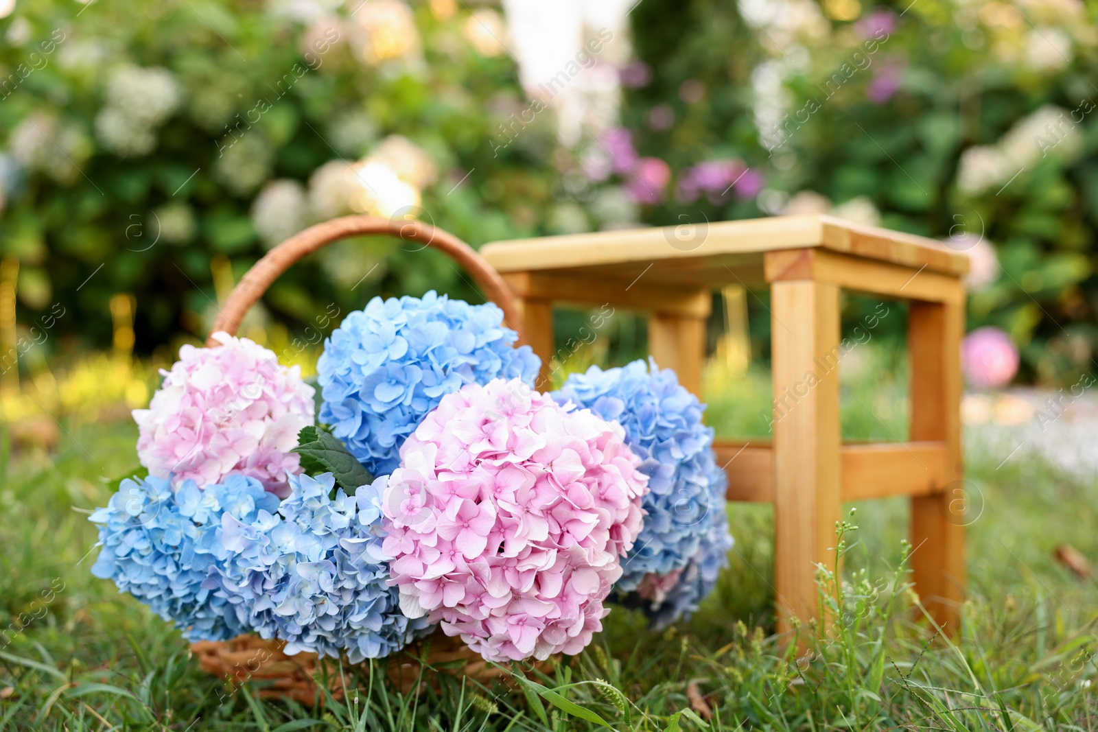Photo of Beautiful bouquet of hydrangea flowers in wicker basket and stool on green grass outdoors, closeup