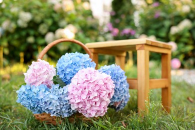 Photo of Beautiful bouquet of hydrangea flowers in wicker basket and stool on green grass outdoors, closeup