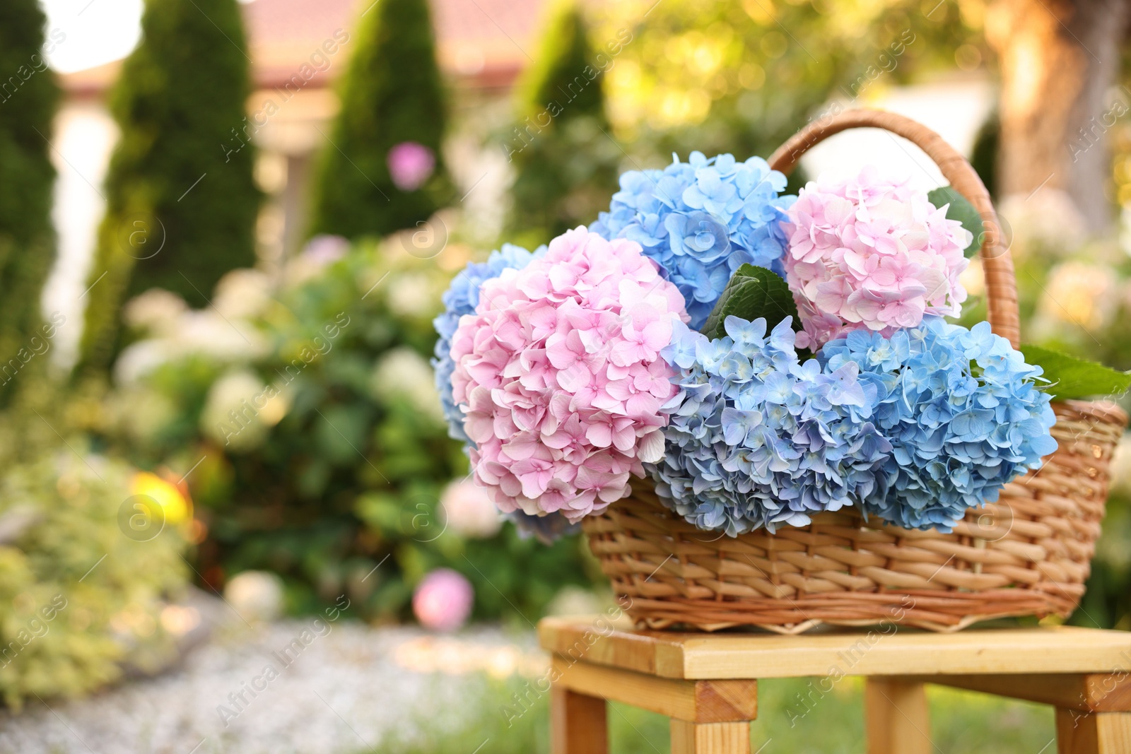 Photo of Beautiful bouquet of hydrangea flowers in wicker basket on wooden stool outdoors, closeup. Space for text