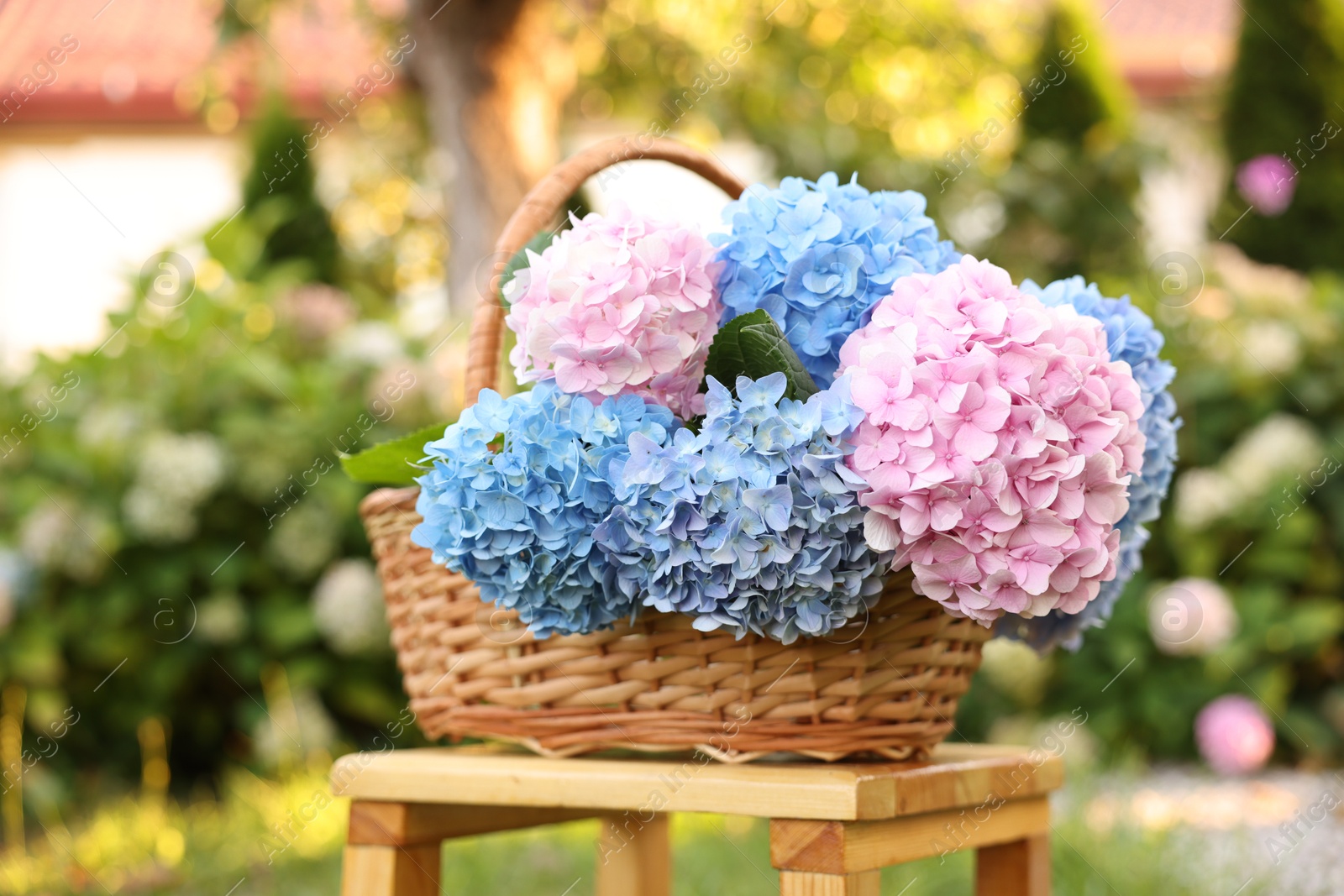 Photo of Beautiful bouquet of hydrangea flowers in wicker basket on wooden stool outdoors, closeup