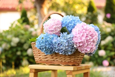 Photo of Beautiful bouquet of hydrangea flowers in wicker basket on wooden stool outdoors, closeup