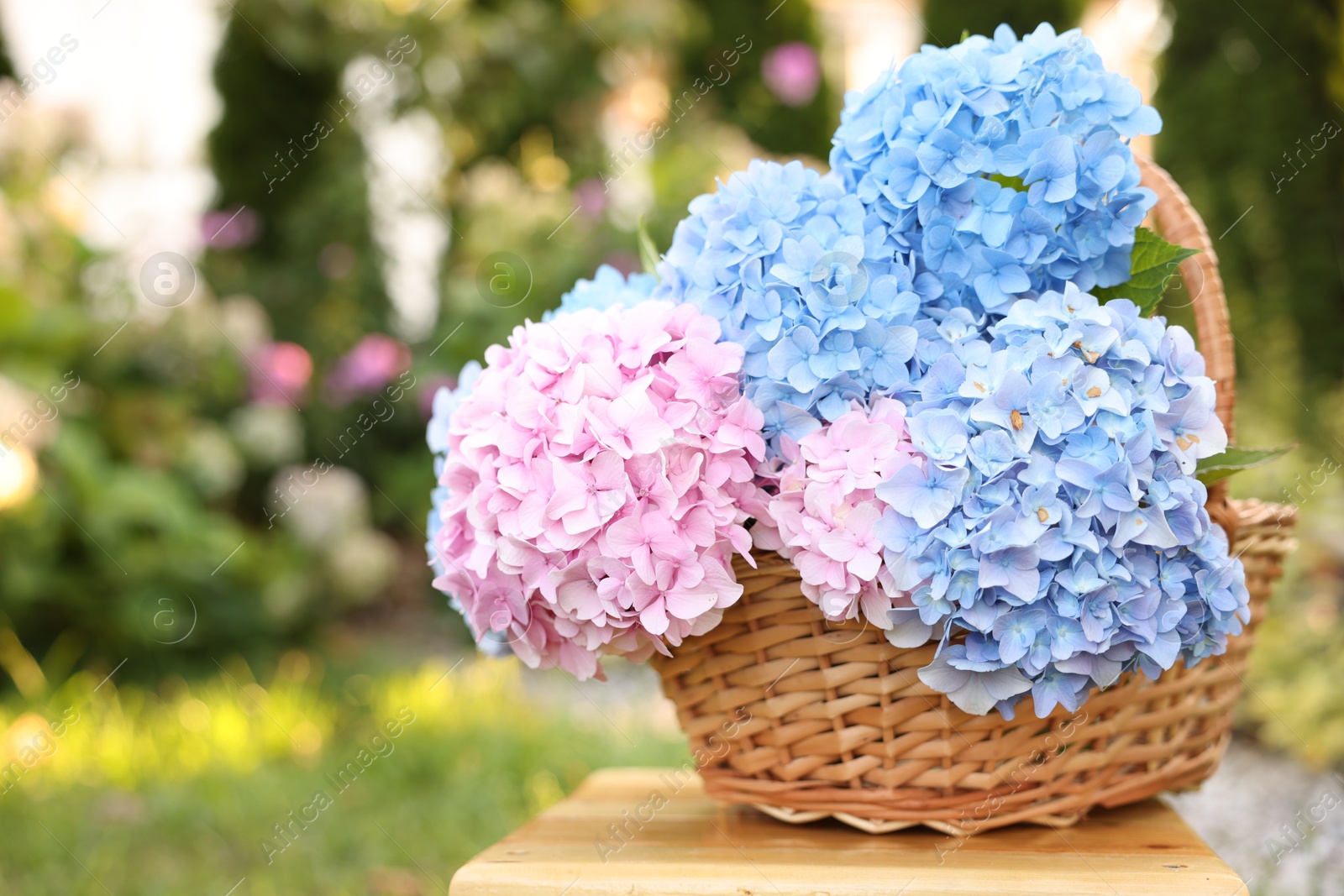 Photo of Beautiful bouquet of hydrangea flowers in wicker basket on wooden stool outdoors, closeup. Space for text