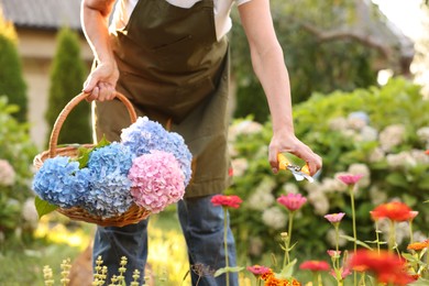 Photo of Senior woman pruning zinnia flowers with secateurs in garden, closeup