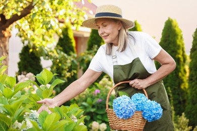 Photo of Senior woman with wicker basket of flowers in garden