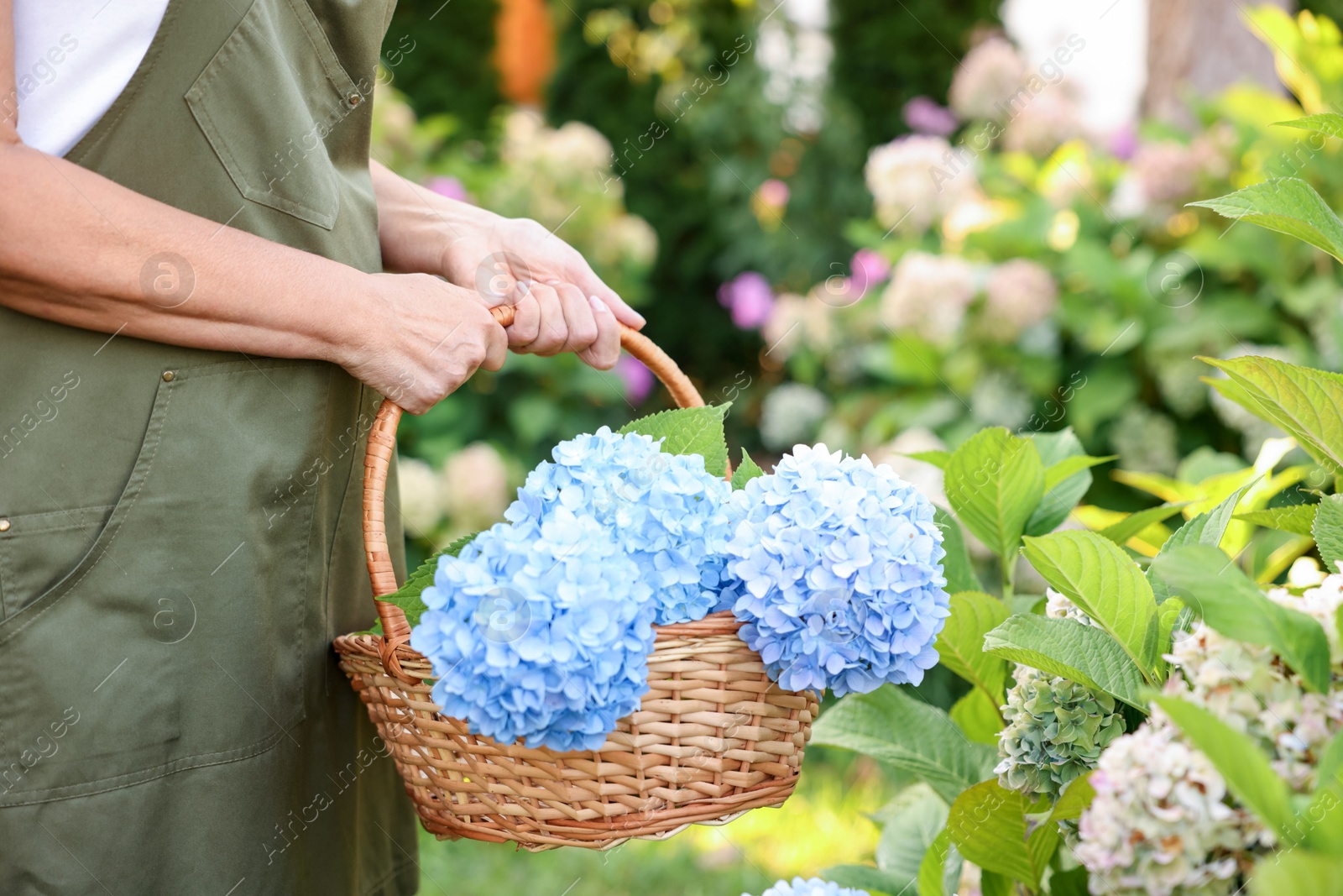Senior woman with wicker basket of flowers in garden, closeup Photo of Senior woman with wicker basket of flowers in garden, closeup