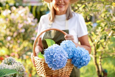Photo of Senior woman with wicker basket of flowers in garden, closeup