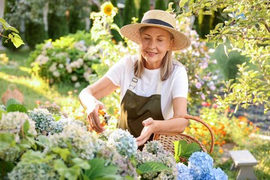 Photo of Senior woman pruning hydrangea flowers with secateurs in garden