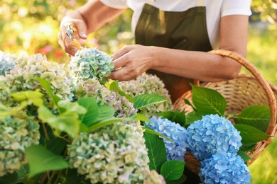 Photo of Senior woman pruning hydrangea flowers with secateurs in garden, closeup