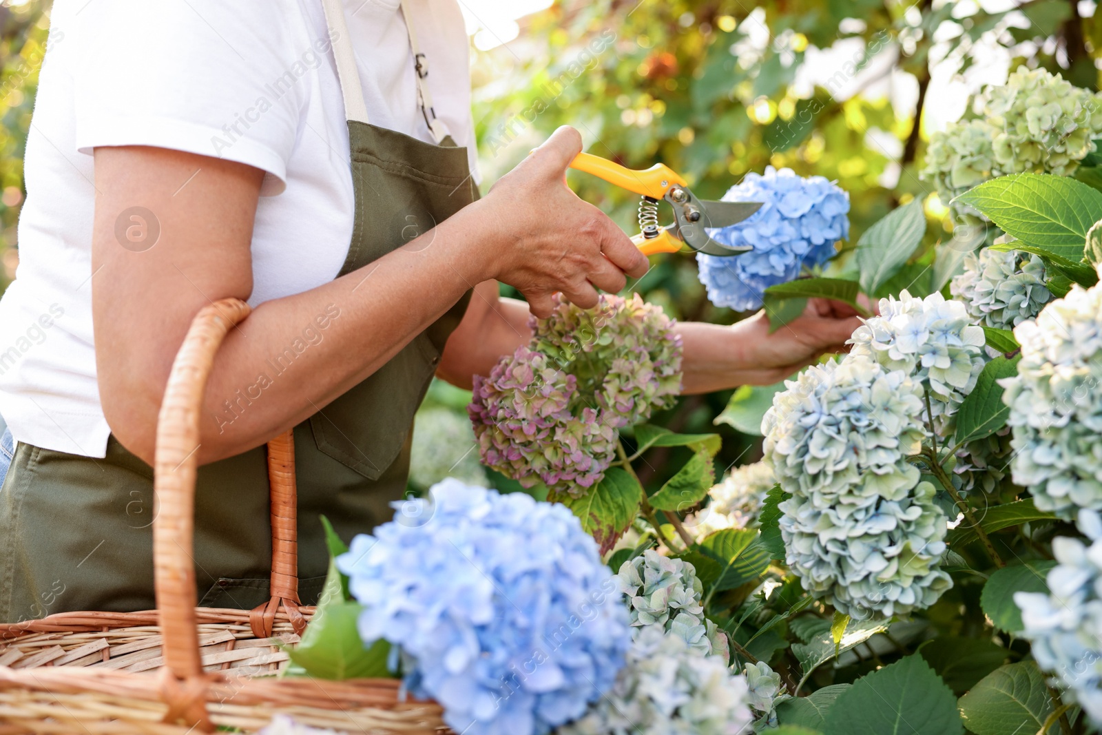 Senior woman pruning hydrangea flowers with secateurs in garden, closeup Photo of Senior woman pruning hydrangea flowers with secateurs in garden, closeup