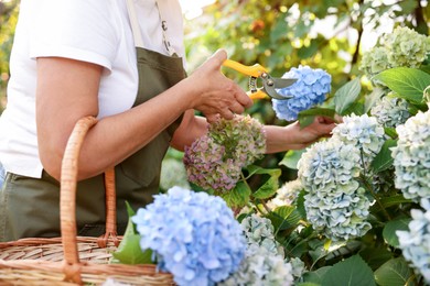 Photo of Senior woman pruning hydrangea flowers with secateurs in garden, closeup