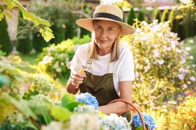 Photo of Senior woman pruning hydrangea flowers with secateurs in garden