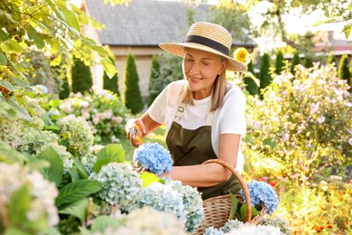 Photo of Senior woman pruning hydrangea flowers with secateurs in garden