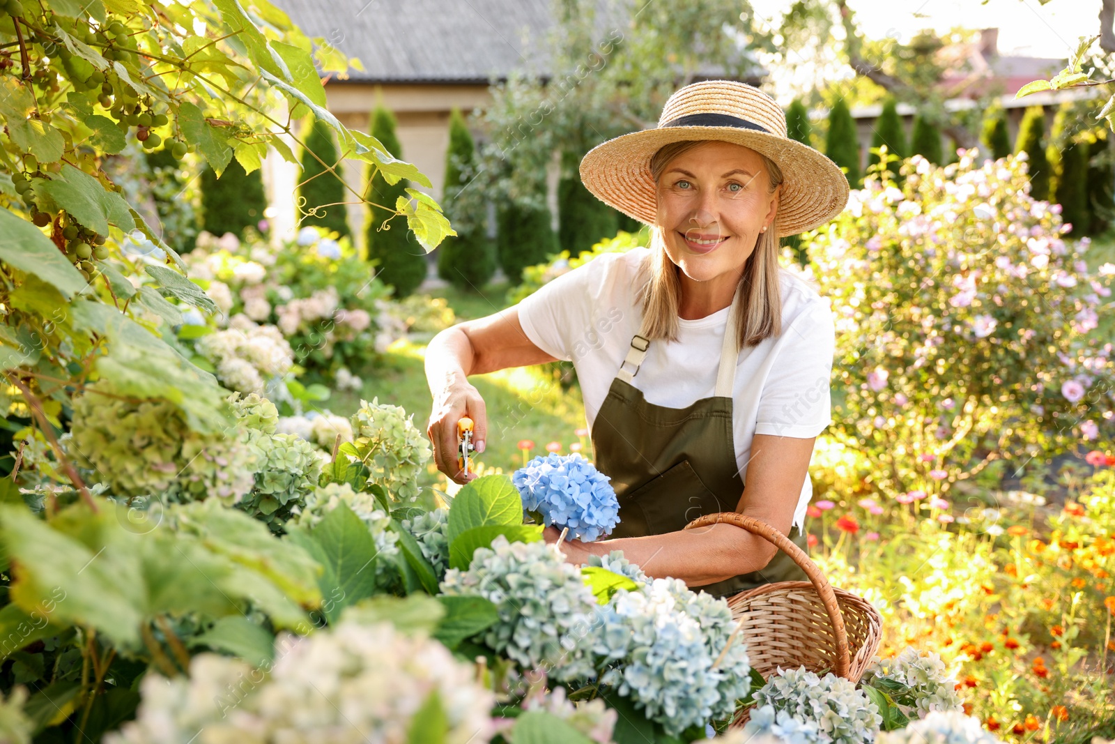 Senior woman pruning hydrangea flowers with secateurs in garden Photo of Senior woman pruning hydrangea flowers with secateurs in garden