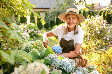 Photo of Senior woman pruning hydrangea flowers with secateurs in garden