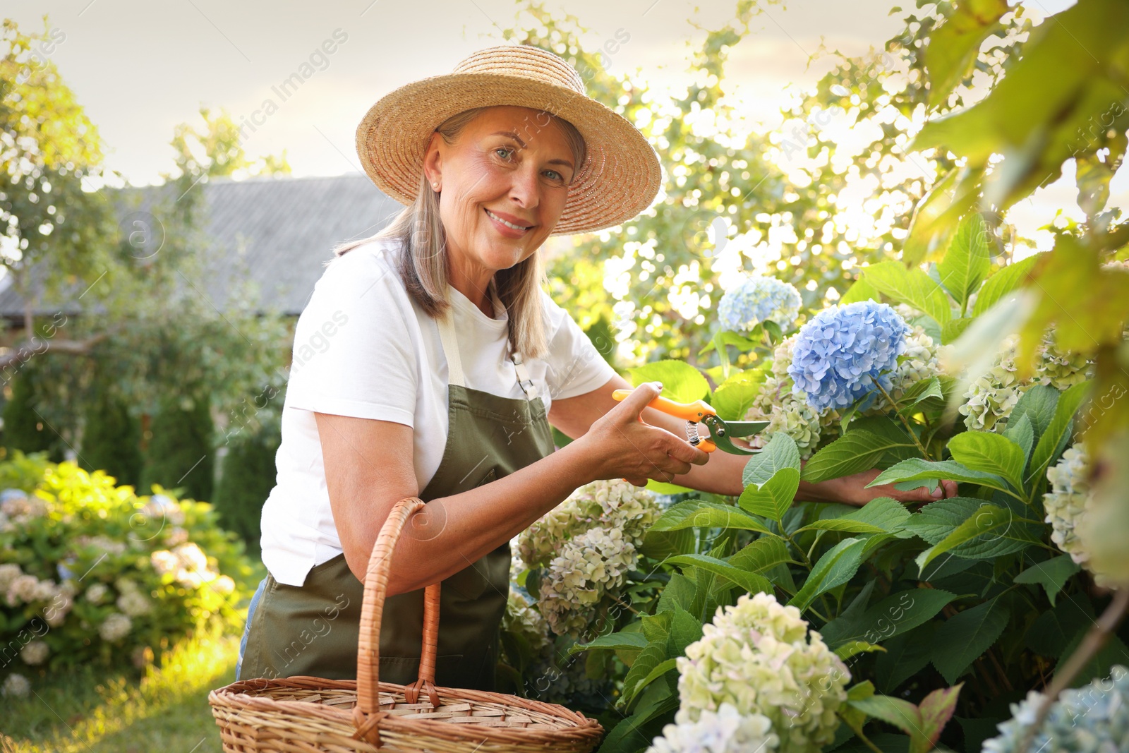 Senior woman pruning hydrangea flowers with secateurs in garden Photo of Senior woman pruning hydrangea flowers with secateurs in garden