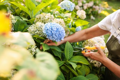 Photo of Senior woman pruning hydrangea flowers with secateurs in garden, closeup