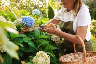 Photo of Senior woman pruning hydrangea flowers with secateurs in garden, closeup