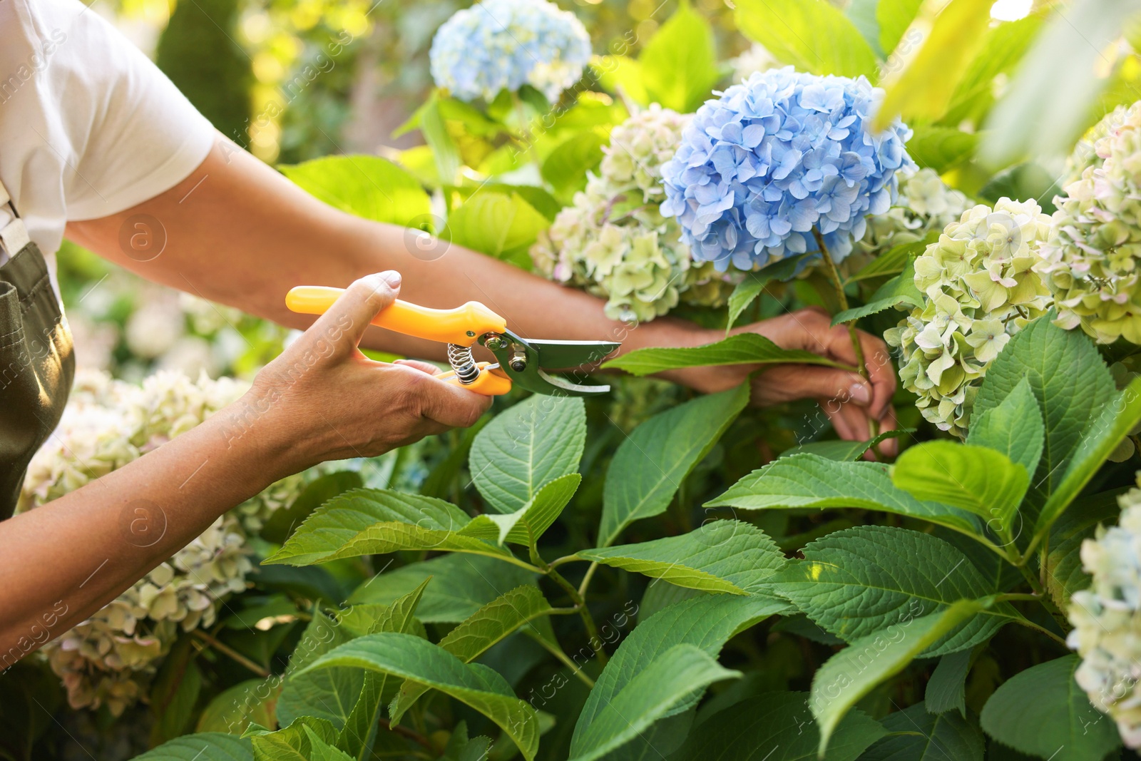Senior woman pruning hydrangea flowers with secateurs in garden, closeup Photo of Senior woman pruning hydrangea flowers with secateurs in garden, closeup