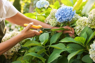 Photo of Senior woman pruning hydrangea flowers with secateurs in garden, closeup