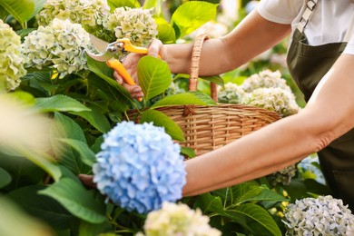 Photo of Senior woman pruning hydrangea flowers with secateurs in garden, closeup