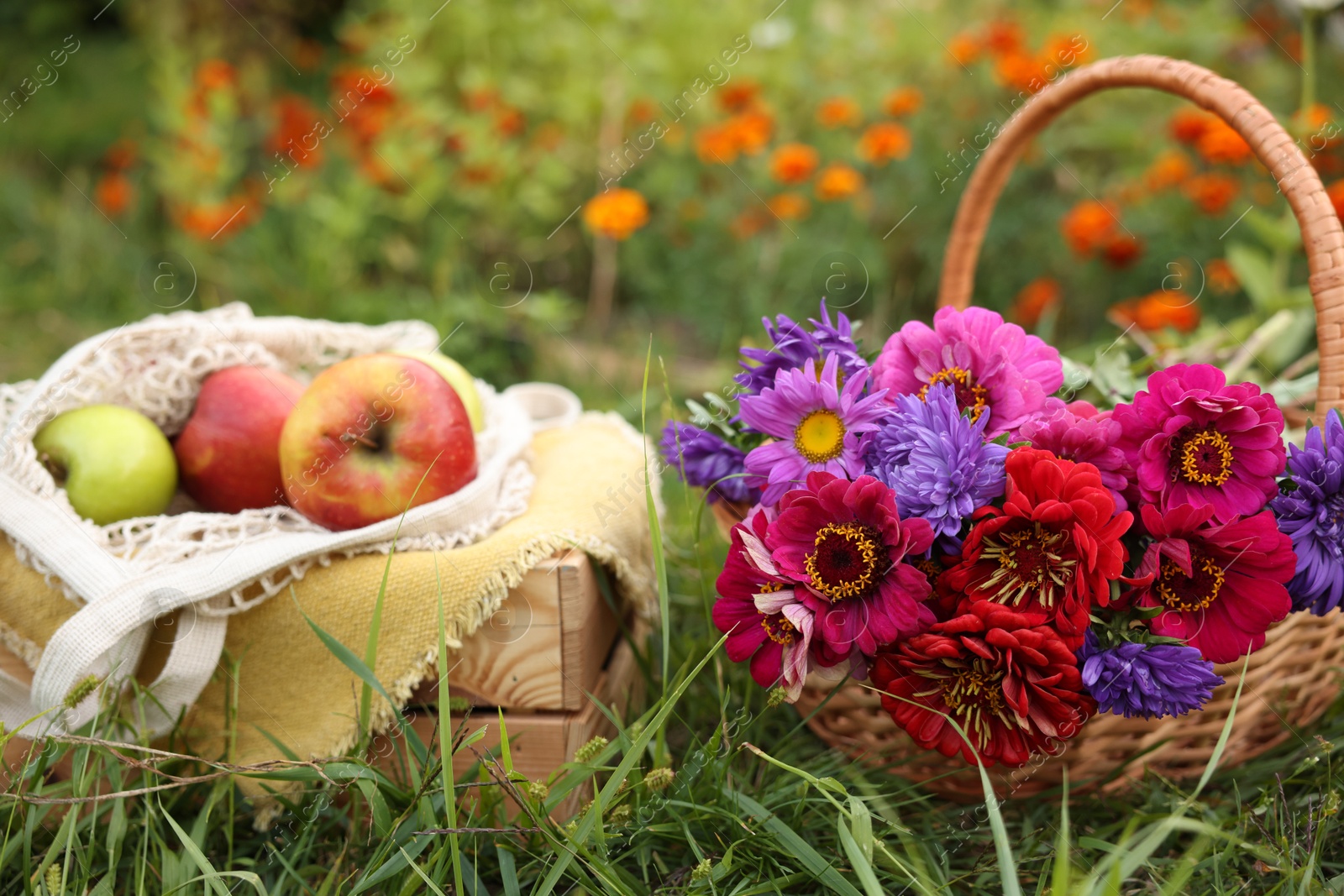 Beautiful bouquet of flowers in wicker basket and apples on green grass outdoors, closeup Photo of Beautiful bouquet of flowers in wicker basket and apples on green grass outdoors, closeup