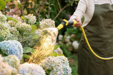 Photo of Senior woman watering beautiful flowers with hose in garden, closeup