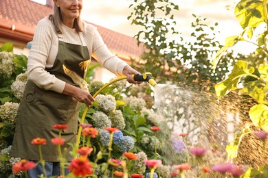 Photo of Senior woman watering beautiful flowers with hose in garden, closeup