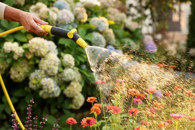 Photo of Senior woman watering beautiful flowers with hose in garden, closeup