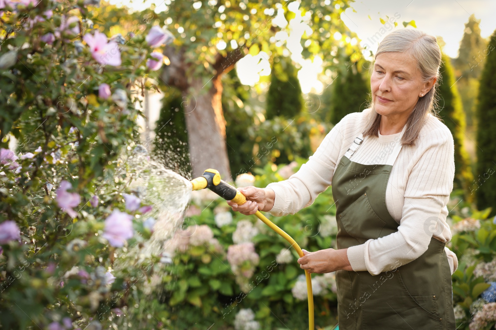Photo of Senior woman watering beautiful flowers with hose in garden