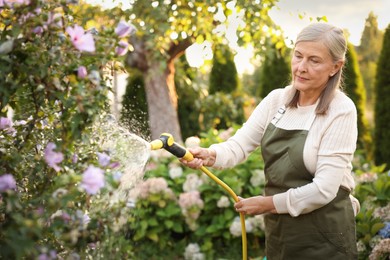 Photo of Senior woman watering beautiful flowers with hose in garden