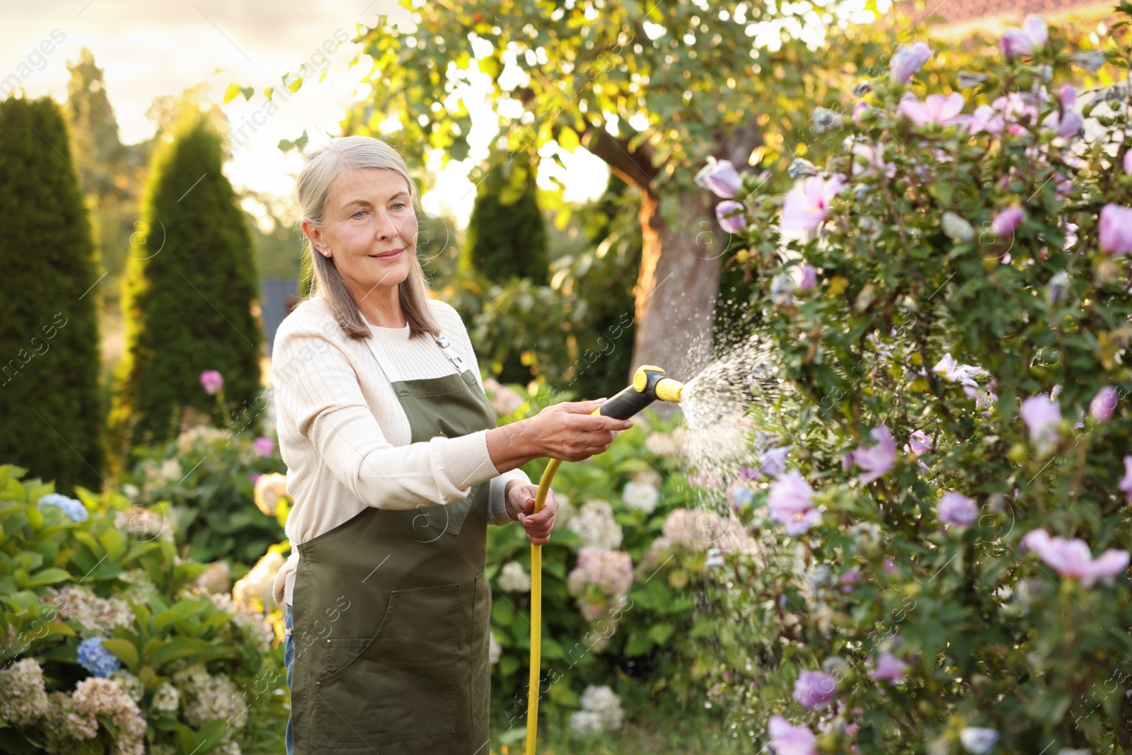Photo of Senior woman watering beautiful flowers with hose in garden