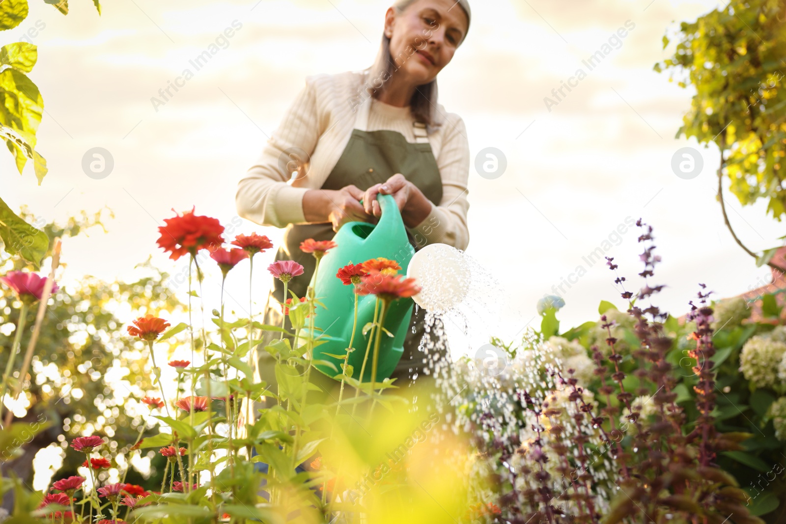 Photo of Senior woman watering beautiful flowers with can in garden, low angle view