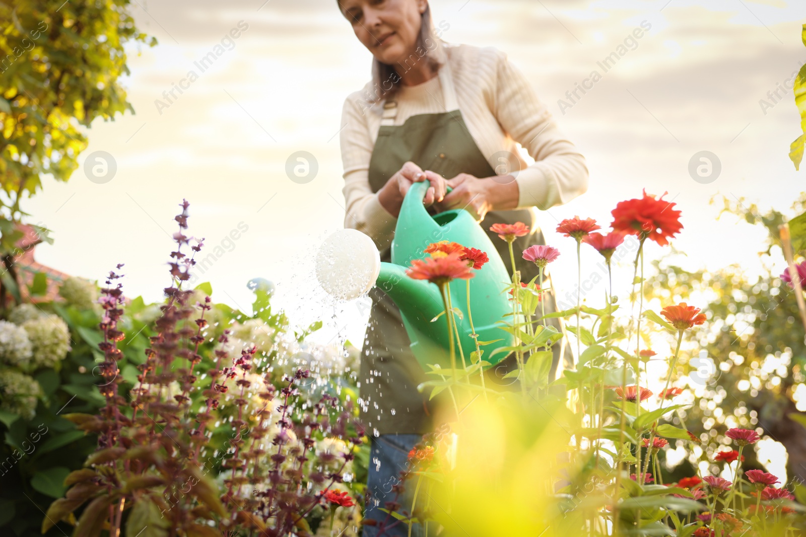 Photo of Senior woman watering beautiful flowers with can in garden, low angle view