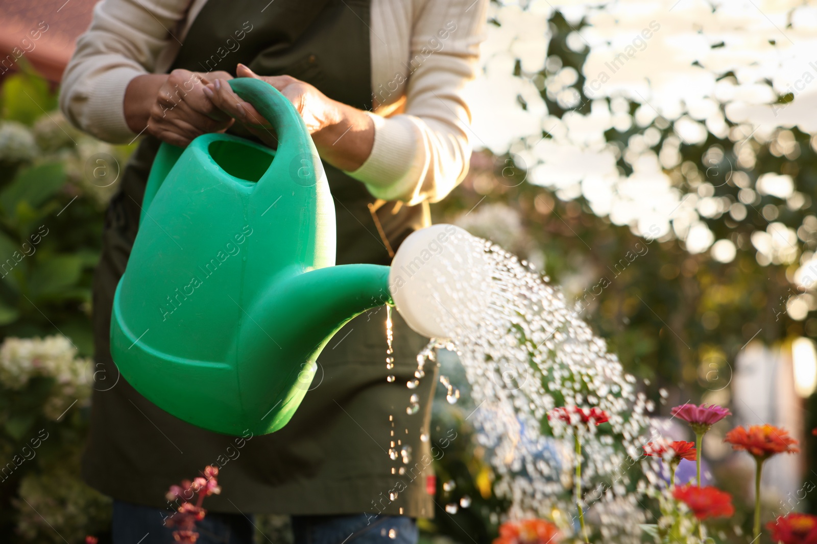 Photo of Senior woman watering beautiful flowers with can in garden, closeup