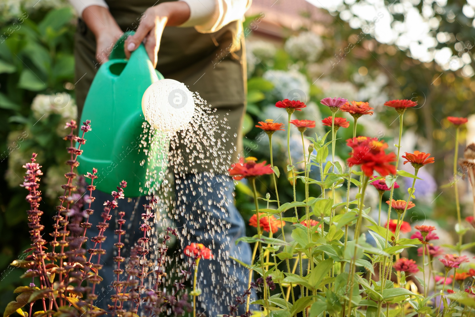 Photo of Senior woman watering beautiful flowers with can in garden, closeup