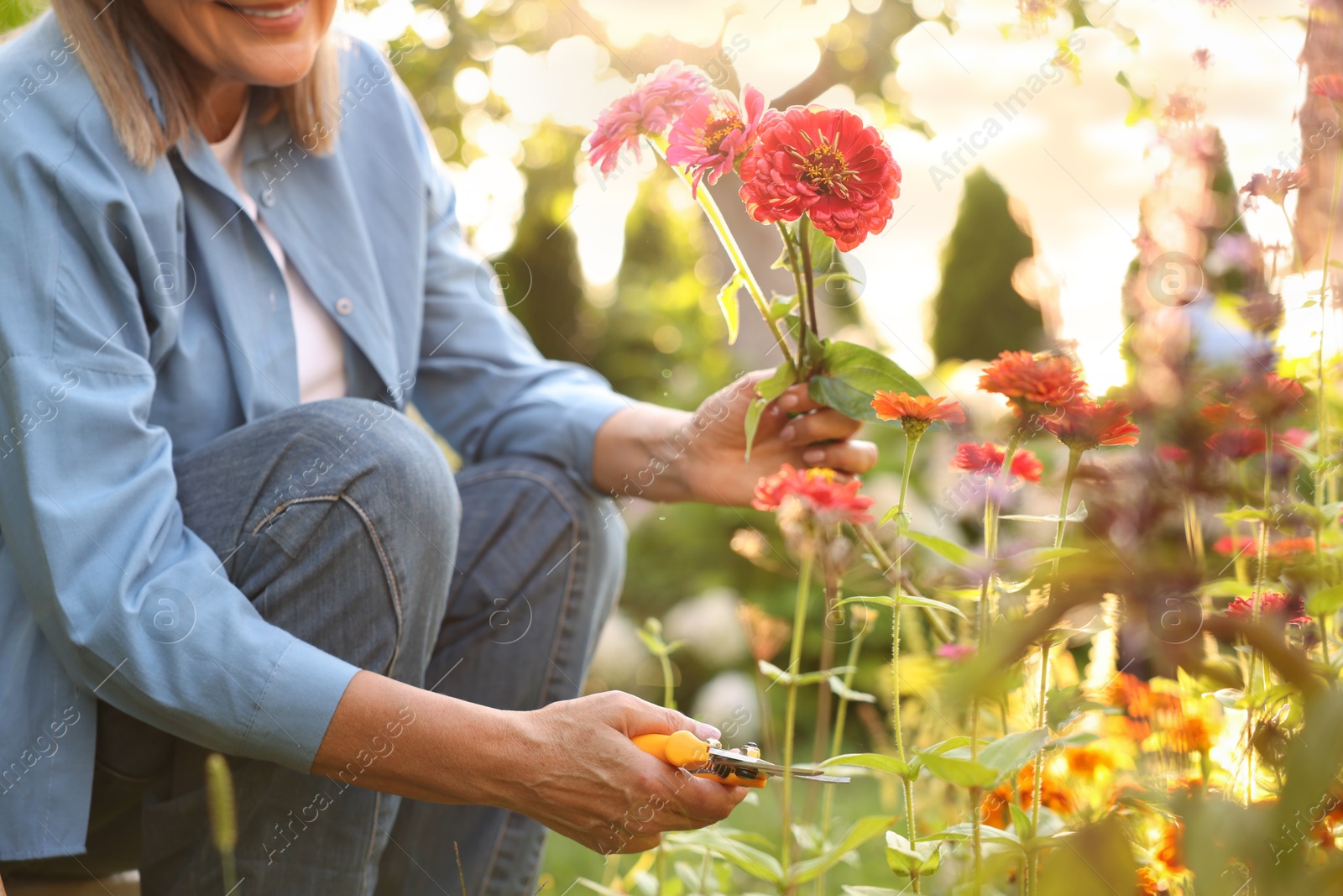 Senior woman pruning zinnia flowers with secateurs in garden, closeup Photo of Senior woman pruning zinnia flowers with secateurs in garden, closeup