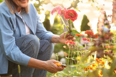 Photo of Senior woman pruning zinnia flowers with secateurs in garden, closeup