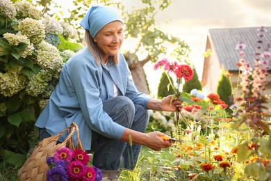 Photo of Senior woman pruning zinnia flowers with secateurs in garden