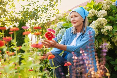 Photo of Senior woman picking zinnia flowers in garden