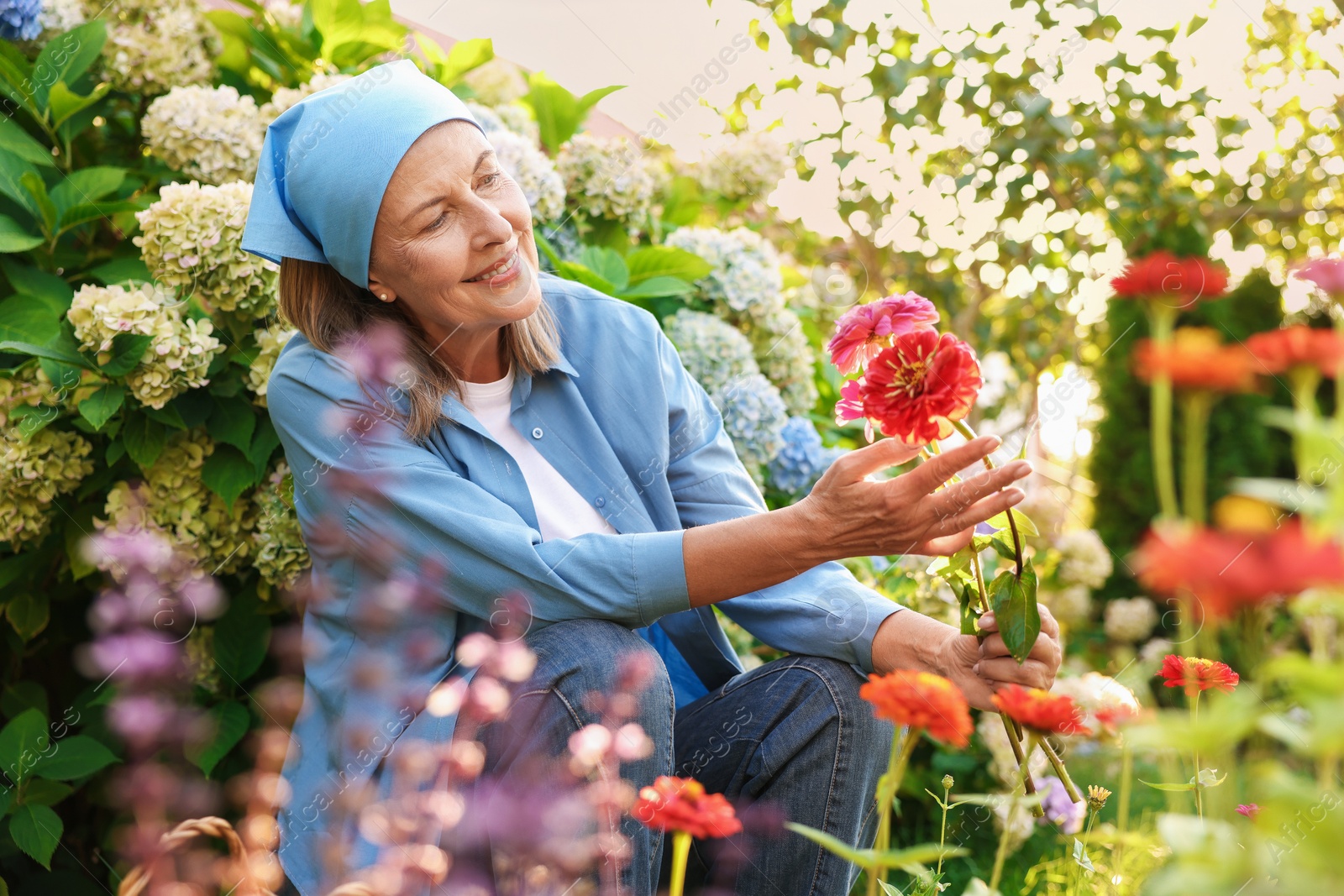 Senior woman picking zinnia flowers in garden Photo of Senior woman picking zinnia flowers in garden