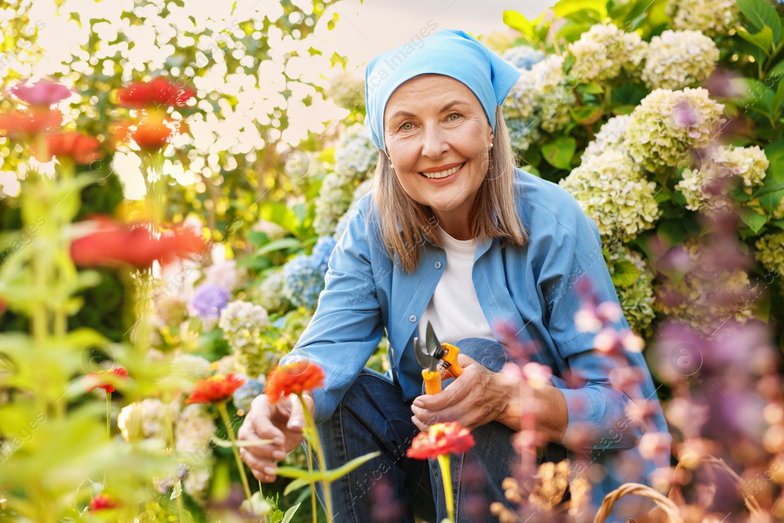 Senior woman pruning zinnia flowers with secateurs in garden Photo of Senior woman pruning zinnia flowers with secateurs in garden