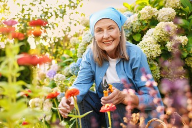 Photo of Senior woman pruning zinnia flowers with secateurs in garden